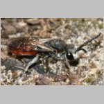 Sphecodes albilabris - Blutbiene m01 12mm.jpg